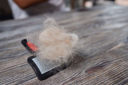 Man grooming cat with special gloves. Pet care.の写真素材