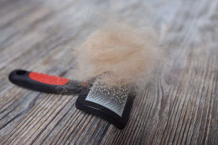 Man grooming cat with special gloves. Pet care.の写真素材