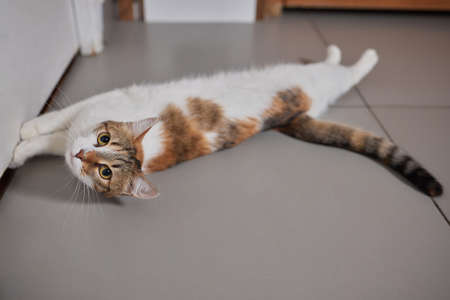 The cat sat on the cement floor.の写真素材