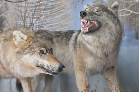 A stuffed wolfs. Wolf heads. Museum exhibit stuffed wild predators. Hunting trophy.