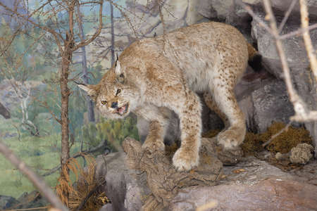 Decoration interior animal taxidermy or stuffed for show.の写真素材