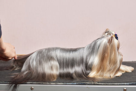 The Yorkshire Terrier lies on the grooming table in the zoo salon with a beautiful haircut for every day.の写真素材