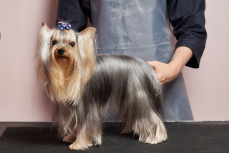 The Yorkshire Terrier lies on the grooming table in the zoo salon with a beautiful haircut for every day.の写真素材