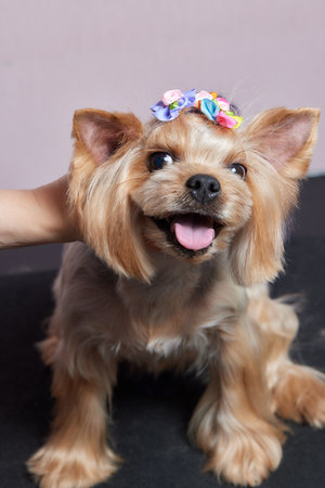The Yorkshire Terrier lies on the grooming table in the zoo salon with a beautiful haircut for every day.の写真素材