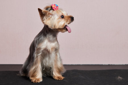 The Yorkshire Terrier lies on the grooming table in the zoo salon with a beautiful haircut for every day.の写真素材