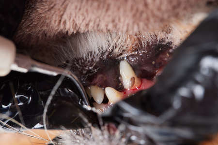 Veterinary stomatology: Cleaning teeth from plaque and stone in a 9 year old poodle Intubated under anesthesia with an ultrasound scaler.の写真素材