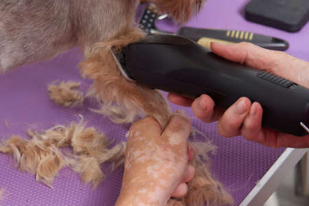 The Yorkshire Terrier lies on the grooming table in the zoo salon with a beautiful haircut for every day.の写真素材