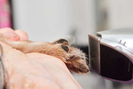 The Yorkshire Terrier lies on the grooming table in the zoo salon with a beautiful haircut for every day.の写真素材