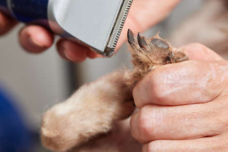 The Yorkshire Terrier lies on the grooming table in the zoo salon with a beautiful haircut for every day.の写真素材