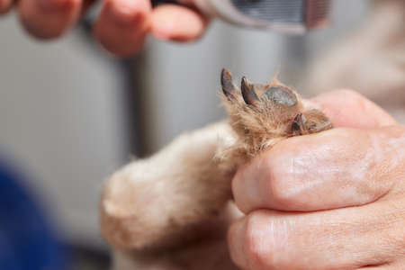 Unrecognizable woman is cutting nails of dog dachshund.の写真素材