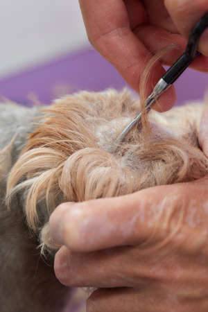 Female groomer haircut yorkshire terrier on the table for grooming in the beauty salon for dogs....