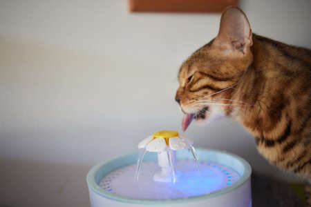 Pet water dispenser with automatic gravity refill.の写真素材