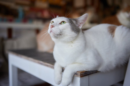 cat lying down on wooden table looking at camera.の写真素材