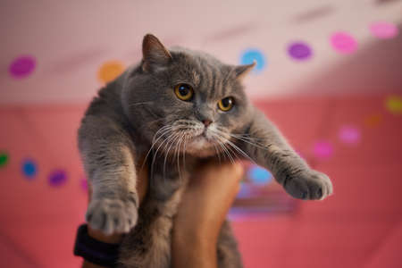 Christmas cat. Portrait striped kitten with Christmas lights garland on festive red background.の写真素材