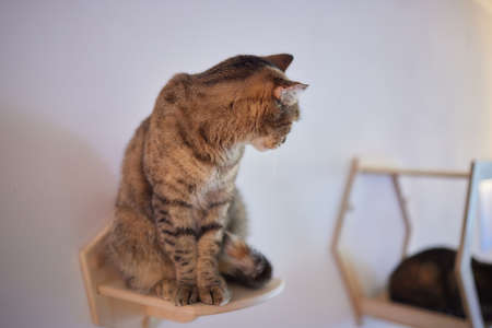 Cat scratching post wall mounted in modern room for pet on white wall, stylish decoration for cat owner with copy space.の写真素材