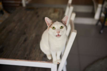 cat lying down on wooden table looking at camera.の写真素材