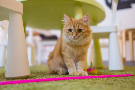 Adorable tabby cat sitting on kitchen floor staring at camera.の写真素材