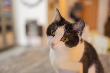 Beautiful pet cat sitting on table at home looking at camera. Relaxing fluffy hairy striped domestic...