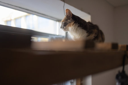 British short hair Silver shaded cat lying lazy in hammock.の写真素材