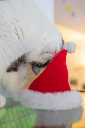 Cute cat in Santa Claus hat against blurred Christmas lights.の写真素材