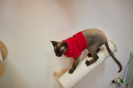 Cute cat in Santa Claus hat against blurred Christmas lights.の写真素材