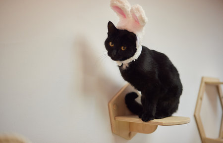 Cute cat in Santa Claus hat against blurred Christmas lights.の写真素材