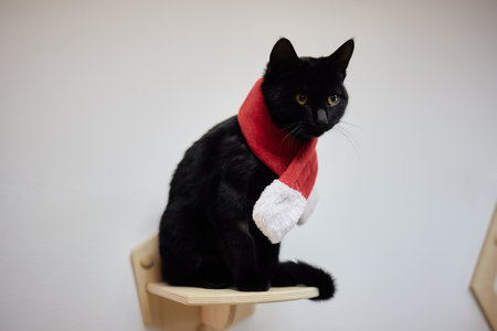 Cute cat in Santa Claus hat against blurred Christmas lights.の写真素材