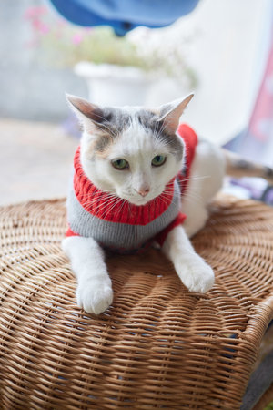 Cute cat in Santa Claus hat against blurred Christmas lights.の写真素材