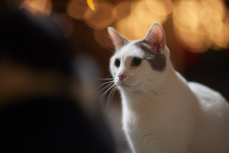 Christmas cat. Portrait striped kitten with Christmas lights garland on festive red background.の写真素材