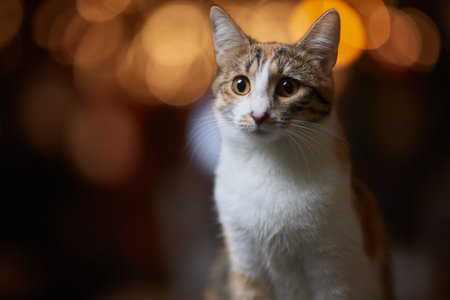 Christmas cat. Portrait striped kitten with Christmas lights garland on festive red background.の写真素材