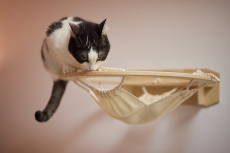 Cat scratching post wall mounted in modern room for pet on white wall, stylish decoration for cat owner with copy space.の写真素材