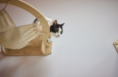 Cat scratching post wall mounted in modern room for pet on white wall, stylish decoration for cat owner with copy space.の写真素材