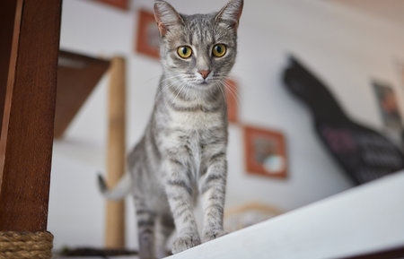 cat lying down on wooden table looking at camera.