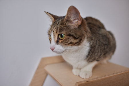 Cat scratching post wall mounted in modern room for pet on white wall, stylish decoration for cat...