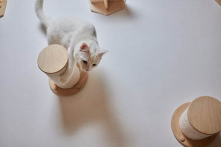 Cat scratching post wall mounted in modern room for pet on white wall, stylish decoration for cat owner with copy space.の写真素材