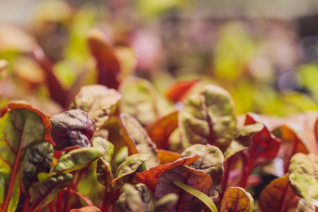 Red beetroot, fresh sprouts and young leaves front view . Vegetable, herb and microgreen. Also beet,...