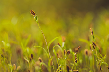 Macro microgreens. Background of microgreen. dill sprouts. green textural background of natural greens.の写真素材