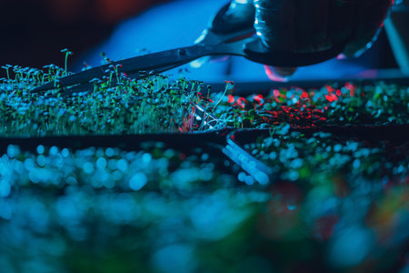 Mens hands cut the microgreens with scissors. Fresh juicy sprouts of radish at home. Vegan and healthy eating concept.の写真素材
