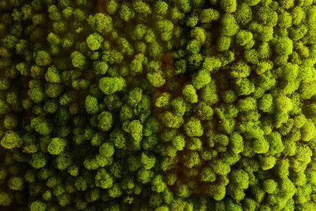 round picture of green decorative moss with LED lighting on the wall.の写真素材