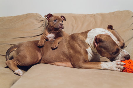 Two cute bully puppie and bully on sofa at home.の写真素材