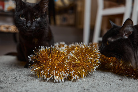black cat peeks out from behind a green tinsel of a New Year tree, New Years holiday.の写真素材