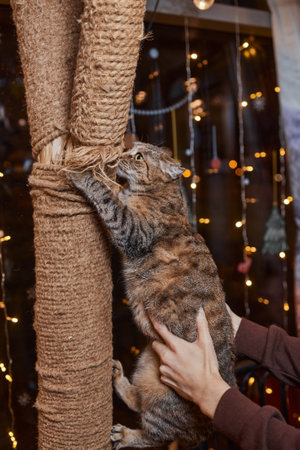 Cute little tabby kitten leaning contentedly up against a scratching new rope post looking at the camera with a curious expression.の写真素材