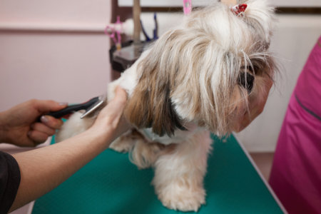 Female groomer brushing Shih Tzu at grooming salon.の写真素材