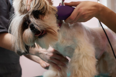 Female groomer brushing Shih Tzu at grooming salon.の写真素材