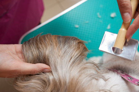 Female groomer brushing Shih Tzu at grooming salon.の写真素材