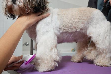 Female groomer brushing Shih Tzu at grooming salon.の写真素材