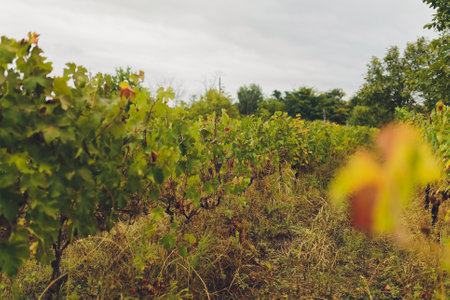 Beautiful sprig landscape. Mountain village in sunny day. Blue sky. Fields in april. Green grass on farm.の写真素材