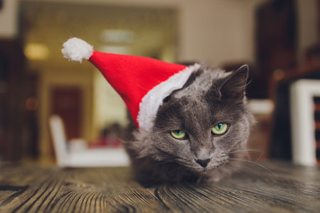 portrait of a tabby cat in Santa Claus costume, lying.の写真素材
