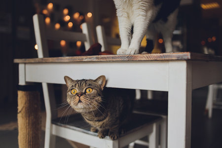 Beautiful bicolor stripes cat with yellow eyes Scottish Fold.の写真素材