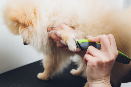 the pomeranianis on the table, ready for claws clipping. animal care, dog manicure concept, close up paws.の写真素材